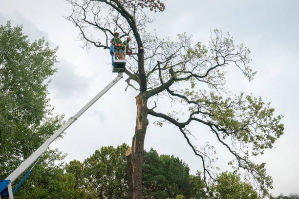 Best Storm Damage Tree Cleanup  in Inverness Highlands North, FL