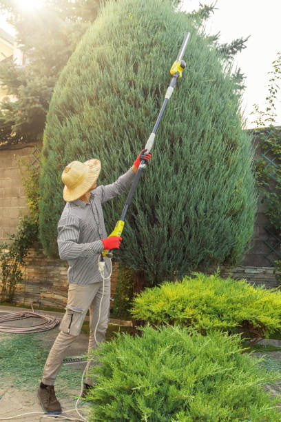 Best Hedge Trimming  in Inverness Highlands North, FL